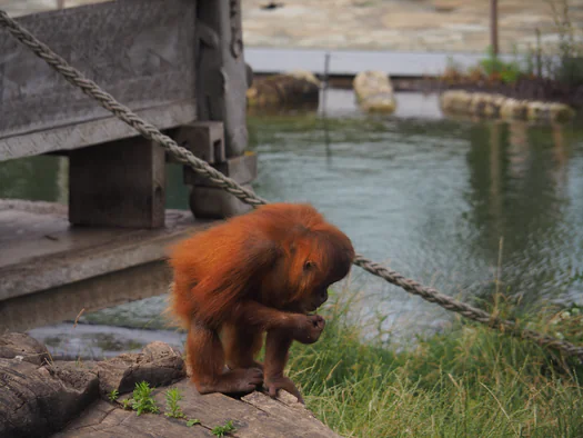 Pairi Daiza (Brugelette, Belgium)